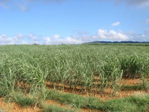 sugar-cane-fields-568665_640